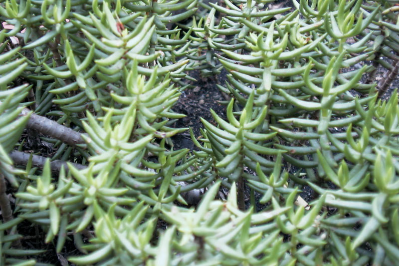 Pianta Con Foglie Verde Chiaro E Scuro